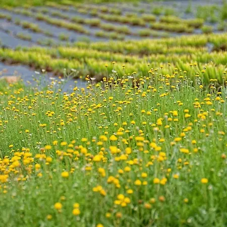 Quinta Do Mel Casa di campagna Albufeira