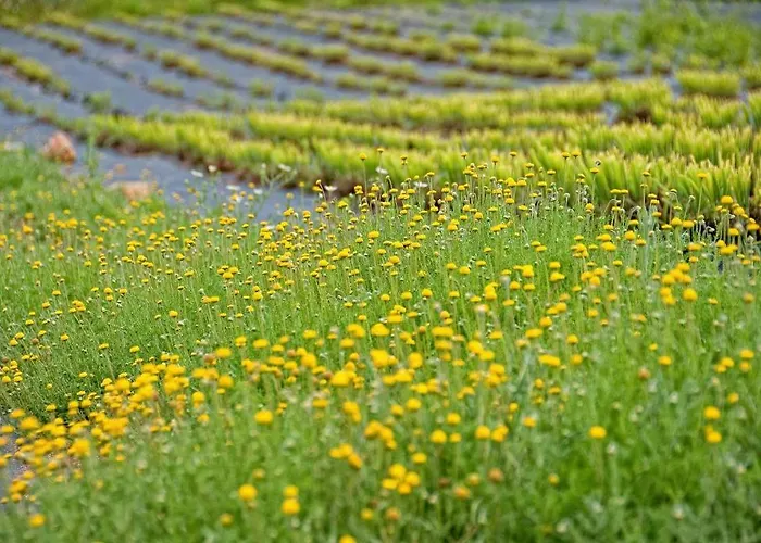 Quinta Do Mel Country house Albufeira